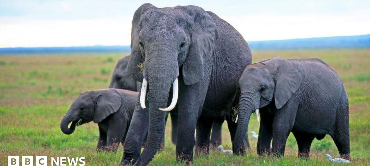 Mysterious elephant deaths in Kenya raise questions around pesticides