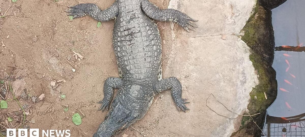 Boy, 3, injured in crocodile attack returns home