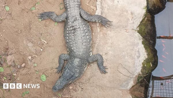 Boy, 3, injured in crocodile attack returns home