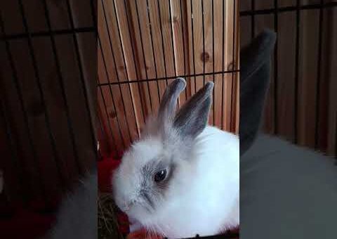 🐰💕 Cute pet rabbit 🥰🐇✨