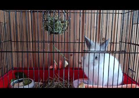 🐰 A Day in the Life of Drezhy 🥕💕 | Living With a Cute Pet Rabbit