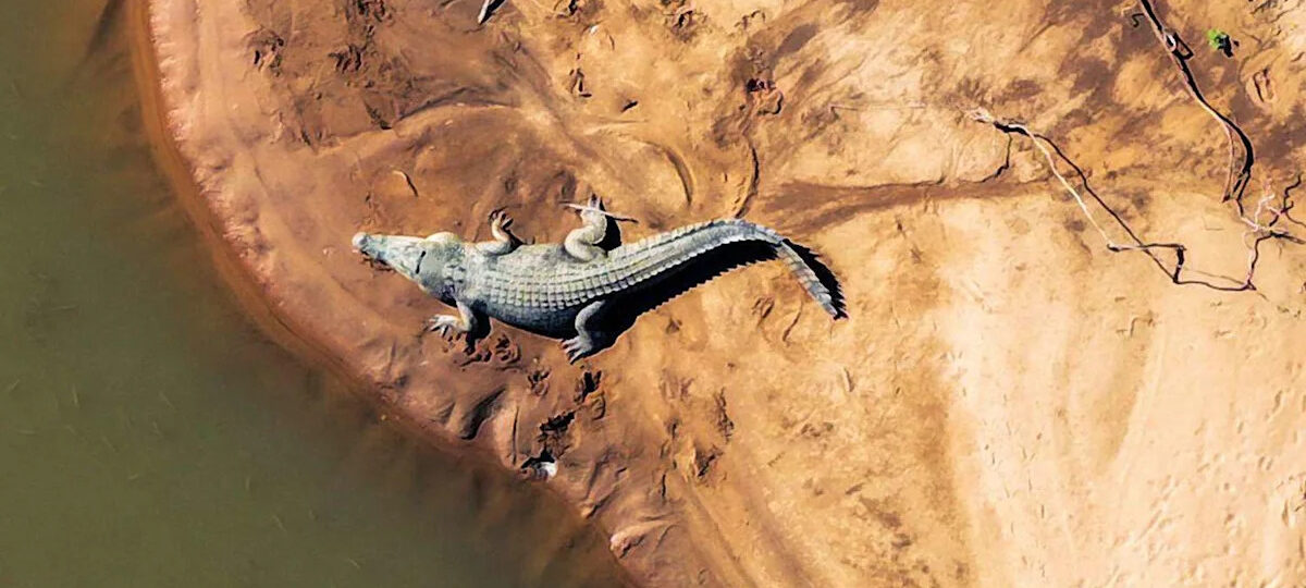 River Home to 500 Crocodiles Chosen as 2032 Olympic Rowing Venue: ‘I’d Row Faster’