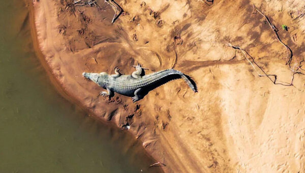 River Home to 500 Crocodiles Chosen as 2032 Olympic Rowing Venue: ‘I’d Row Faster’