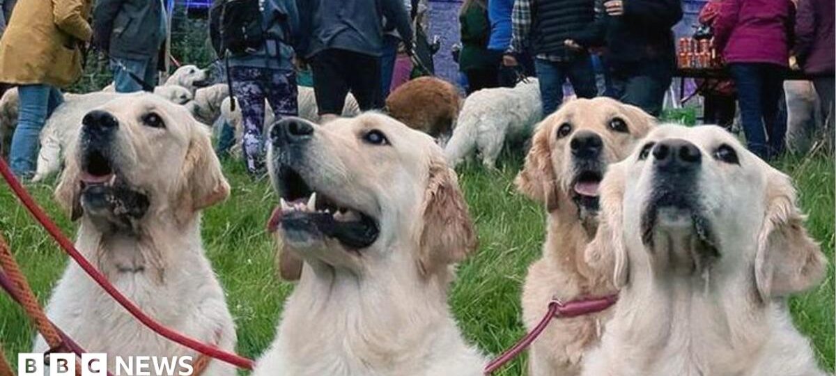 Golden retrievers to gather at the breed's ancestral Highland home