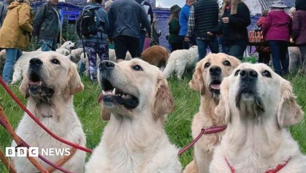 Golden retrievers to gather at the breed’s ancestral Highland home