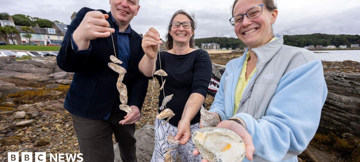 Lost oyster beds rediscovered thanks to Gaelic and Scots language