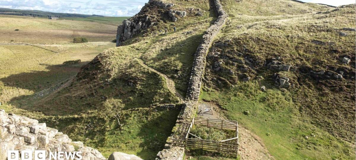 Felled Sycamore Gap stump has 'encouraging' growth