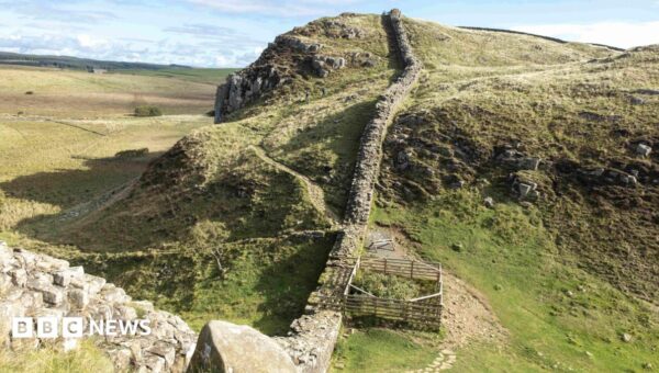 Felled Sycamore Gap stump has ‘encouraging’ growth