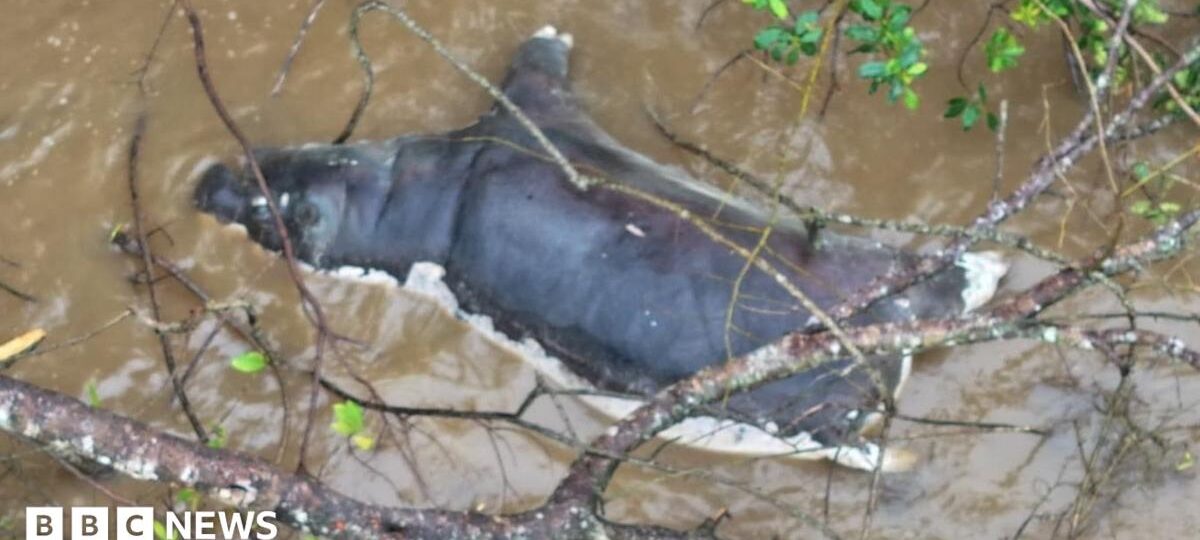Zambians warned not to eat dead wildlife after anthrax kills dozens of animals