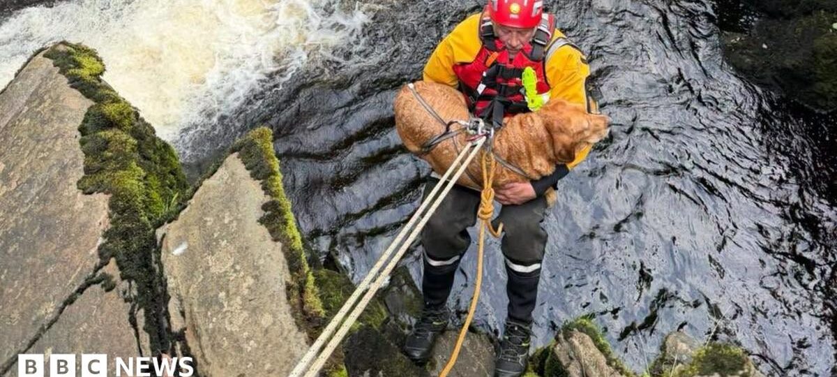 Dog rescued from cliff ledge at landmark waterfall