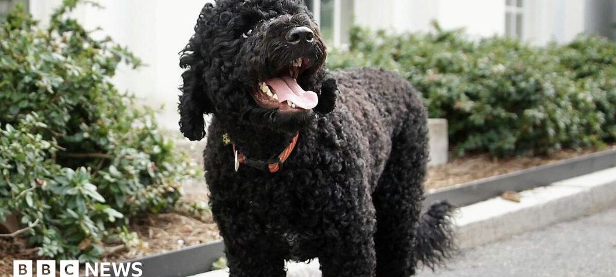Obamas' 'fiery and gorgeous' dog Sunny dies