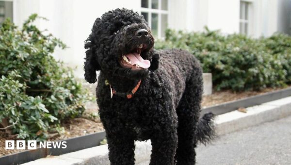 Obamas’ ‘fiery and gorgeous’ dog Sunny dies