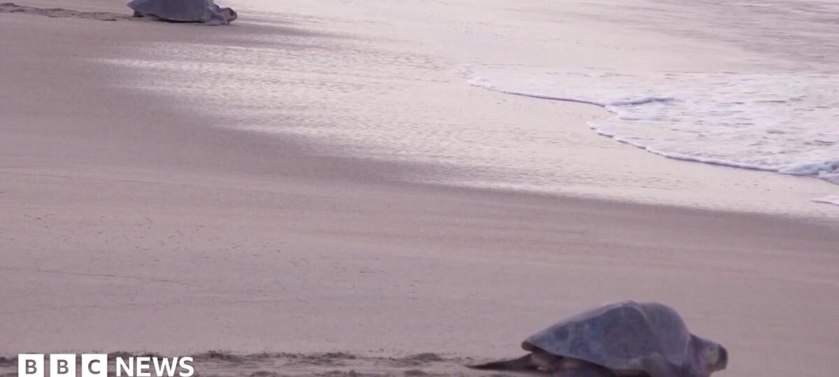 Mass nesting brings swarms of turtles to Mexican beach