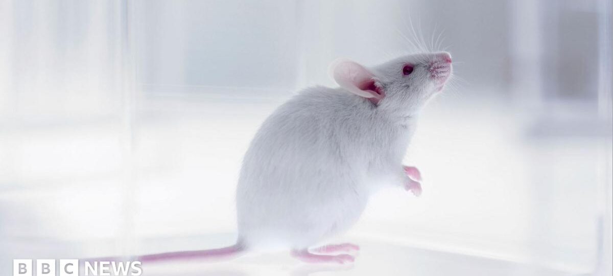 Part-human part-mouse brain developed in science breakthrough
