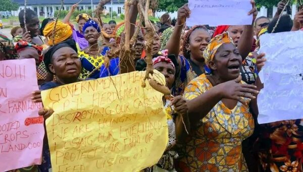 Herdsmen uprooting our cassava tubers, feeding them to cattle – Umunneochi women