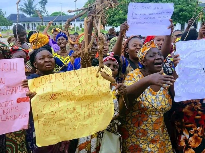 Herdsmen uprooting our cassava tubers, feeding them to cattle – Umunneochi women