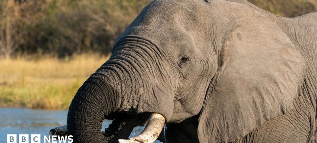 Botswana condemned for slaughtering elephants for independence celebrations