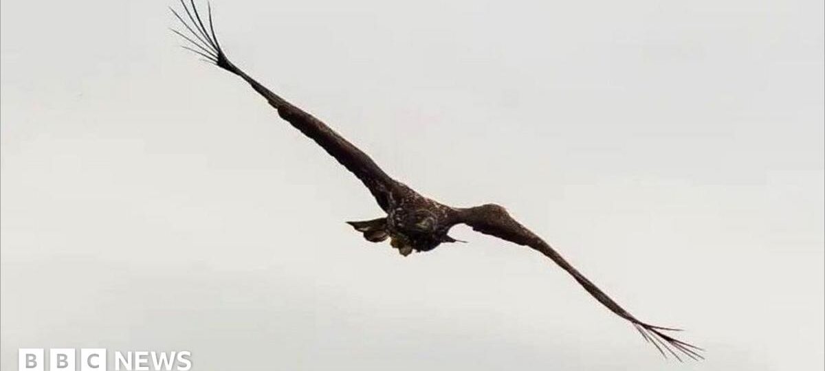 'Miracle' eagle with broken wing spotted back above Scottish coast