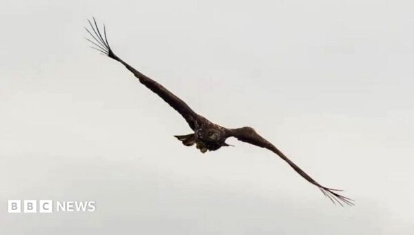 ‘Miracle’ eagle with broken wing spotted back above Scottish coast