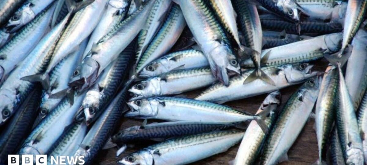 'Skimpflation' warning as tinned mackerel alternative hits more supermarket shelves