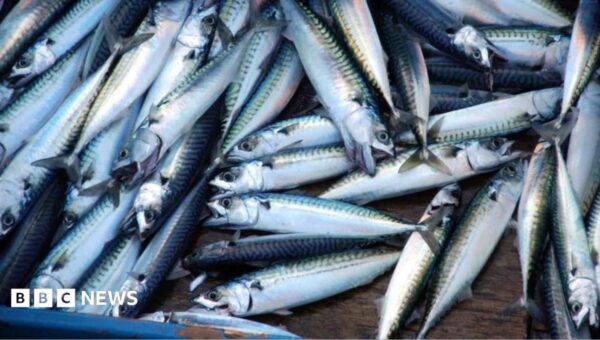 ‘Skimpflation’ warning as tinned mackerel alternative hits more supermarket shelves