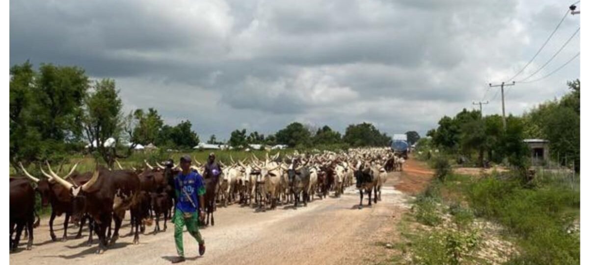 Troops recover 800 suspected rustled cattle from terrorists in Plateau