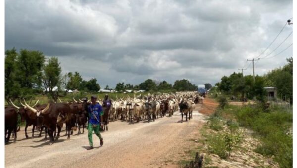 Troops recover 800 suspected rustled cattle from terrorists in Plateau