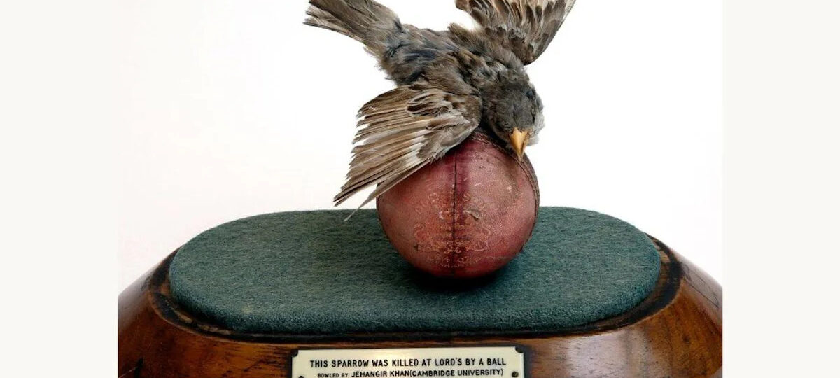 In 1936, an Indian fast bowler's delivery killed a bird at Lord's. The bird was stuffed and mounted on the same ball and now sits in the MCC Museum
