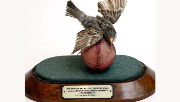 In 1936, an Indian fast bowler’s delivery killed a bird at Lord’s. The bird was stuffed and mounted on the same ball and now sits in the MCC Museum
