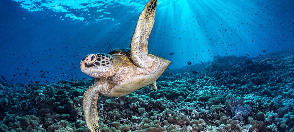 These award-winning underwater photos provide a rare glimpse beneath the world's oceans
