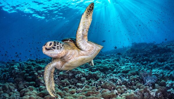 These award-winning underwater photos provide a rare glimpse beneath the world’s oceans
