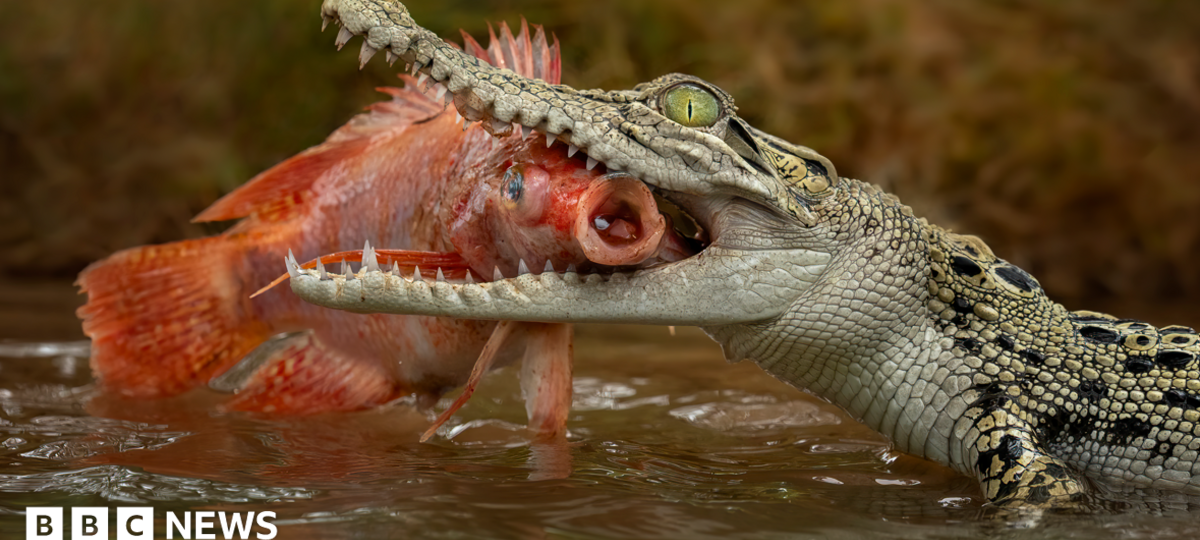 Man charged over AI image of crocodile in Singapore reservoir
