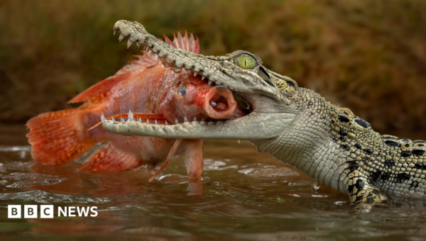 Man charged over AI image of crocodile in Singapore reservoir