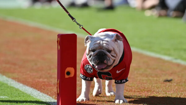 Tuesday ‘Dawg Bites Knows Effort Counts Twice