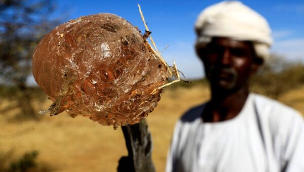 The smuggled resource in your candy and soda funding Sudan’s civil war