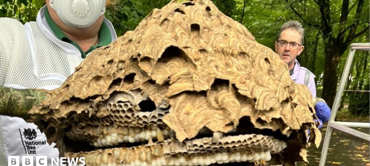 Asian hornet hunt leads to nest discovery