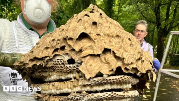 Asian hornet hunt leads to nest discovery
