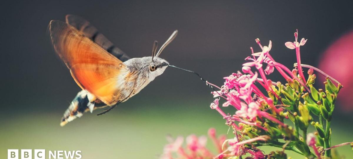 Hummingbird hawk moths and ivy bees: The insects thriving as temperatures rise