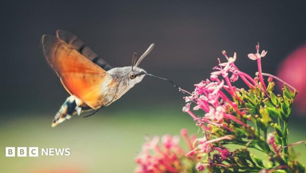 Hummingbird hawk moths and ivy bees: The insects thriving as temperatures rise