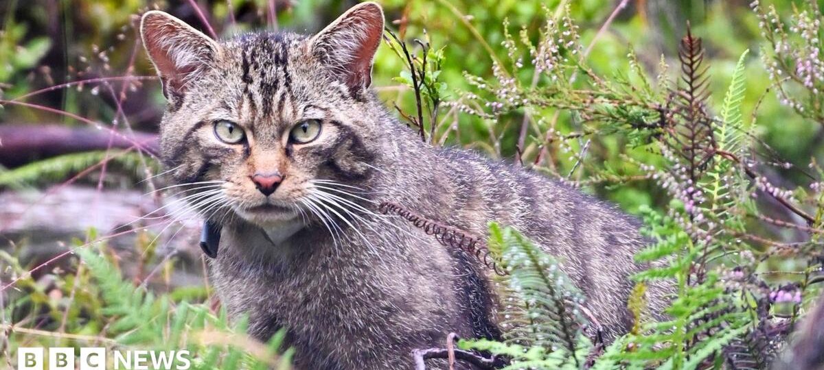 Inside Scotland's wildcat HQ - 'It's like Big Brother for cats'