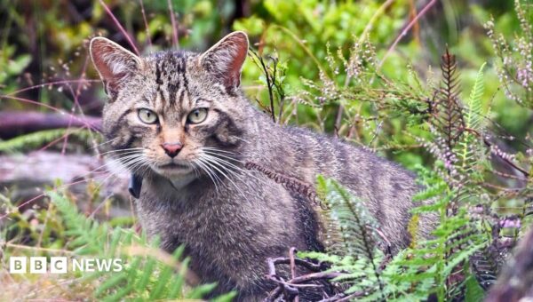 Inside Scotland’s wildcat HQ – ‘It’s like Big Brother for cats’
