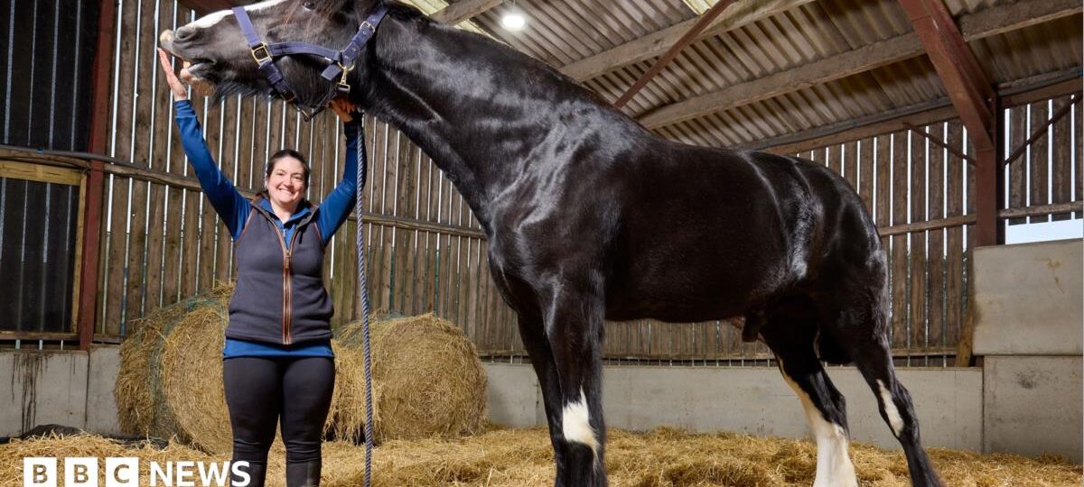 'He's massive!' Meet Hugo, the world's tallest horse