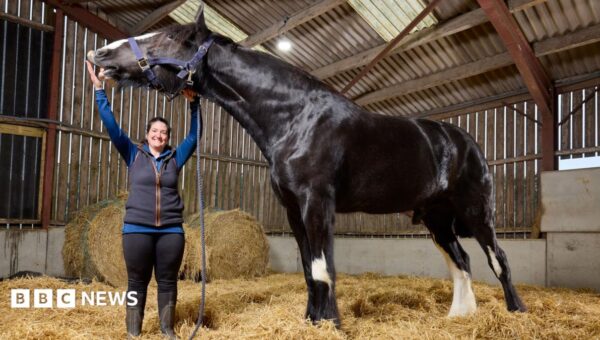 ‘He’s massive!’ Meet Hugo, the world’s tallest horse