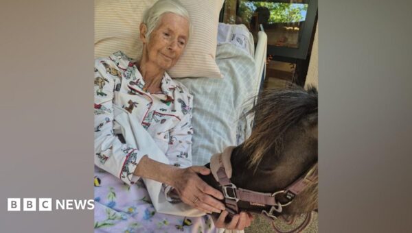 Horse lover’s final wish fulfilled with pony visit