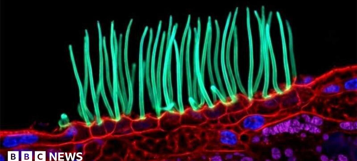 Tiny image sparks big backlash in Nikon photo contest