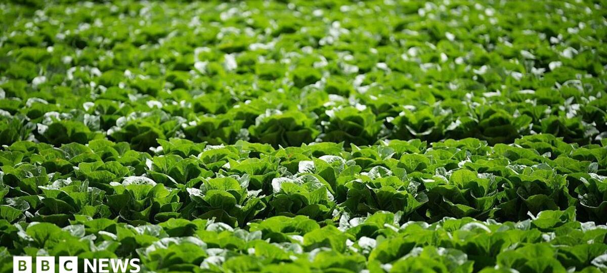 Millions of lettuces ruined by UK aphid outbreak