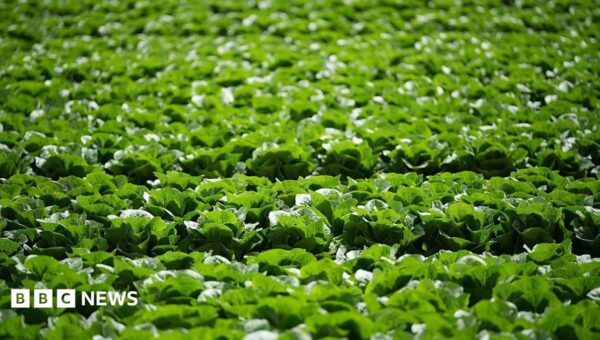 Millions of lettuces ruined by UK aphid outbreak