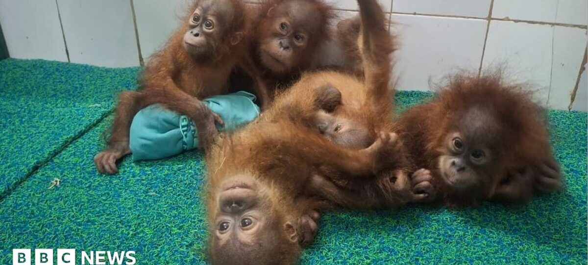 Baby orangutans found in Indian forest spark trafficking inquiry