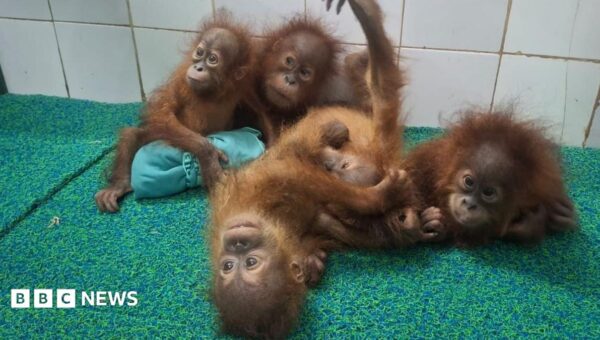 Baby orangutans found in Indian forest spark trafficking inquiry