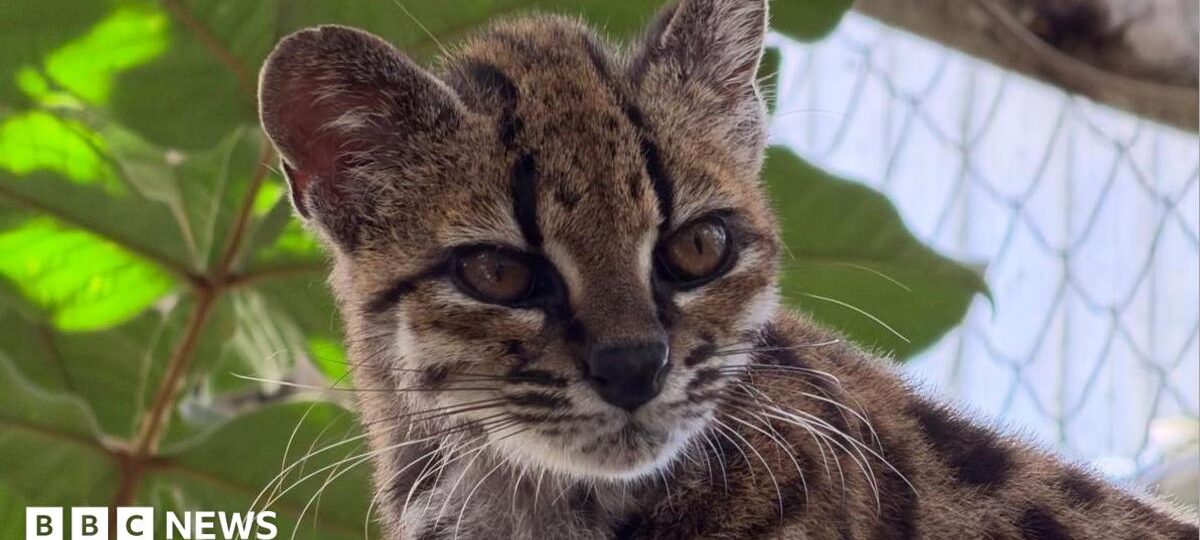 New wild cat species discovered - with only one known living member